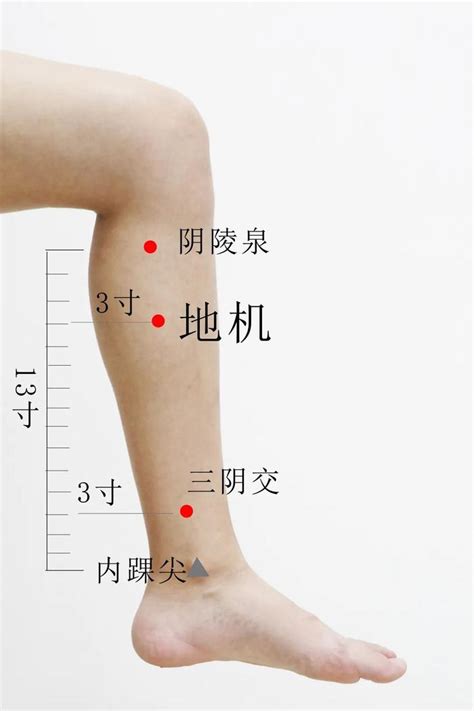 地機穴氣結|地機穴(地機):名稱釋義,功能作用,治法,定位,解剖,主治,操作,臨床運。